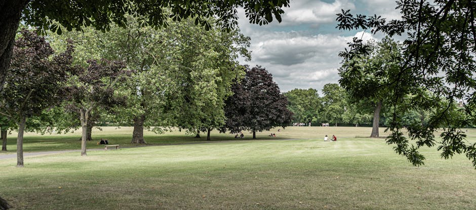 A wide view of a park with neatly mowed grassy areas and a variety of trees, including some with dark purple leaves and others with lush green foliage. In the foreground, tree branches with green leaves extend into the frame from the top right and left corners. Several people are seated on benches and on the grass, some reading or relaxing under partly cloudy skies. In the background, a pathway or open space is visible, with groups of individuals walking or engaging in outdoor activities. The scene captures a peaceful, open environment suitable for relaxing or outdoor activities, consistent with a typical park setting near residential areas such as Sydenham Hill. This setting is pertinent to home relocation or moving services, as it depicts an accessible outdoor space where furniture or boxes might be temporarily loaded or unloaded during a house removal, aligning with the services offered by Man with Van Sydenham Hill.